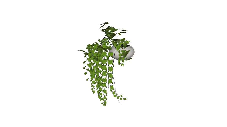 Plant Decor 04| Planta Agatatoare