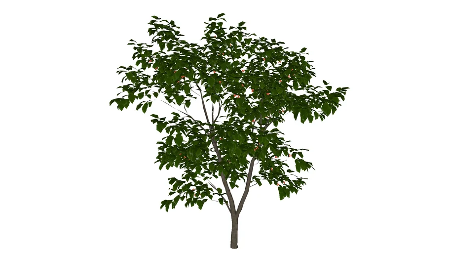 Cerasus_pseudocerasus