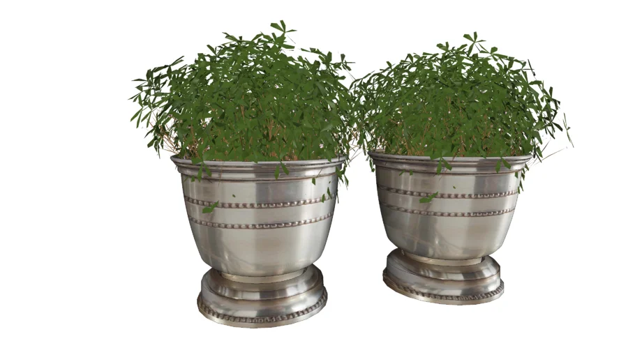 PLANTA VASO DE PRATA