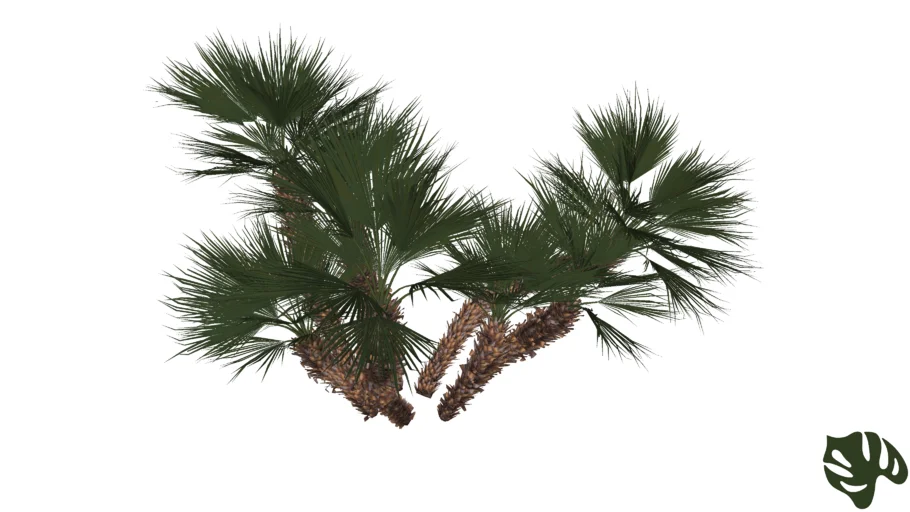 Chamaerops - Chamaerops humilis
