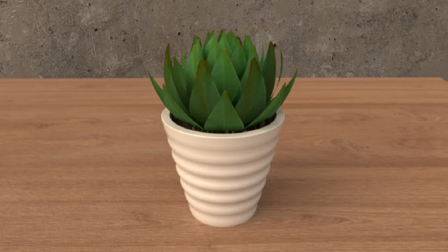 Succulent Plant