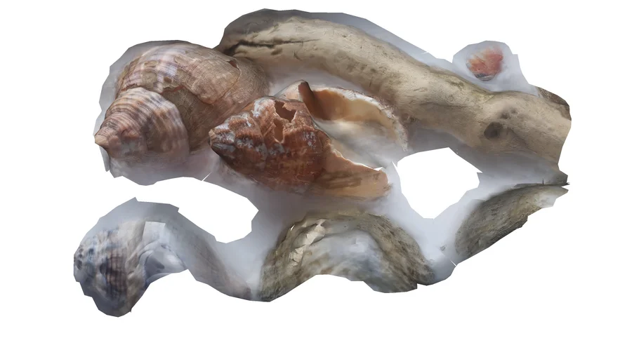 sea shells test scan | 3D Warehouse