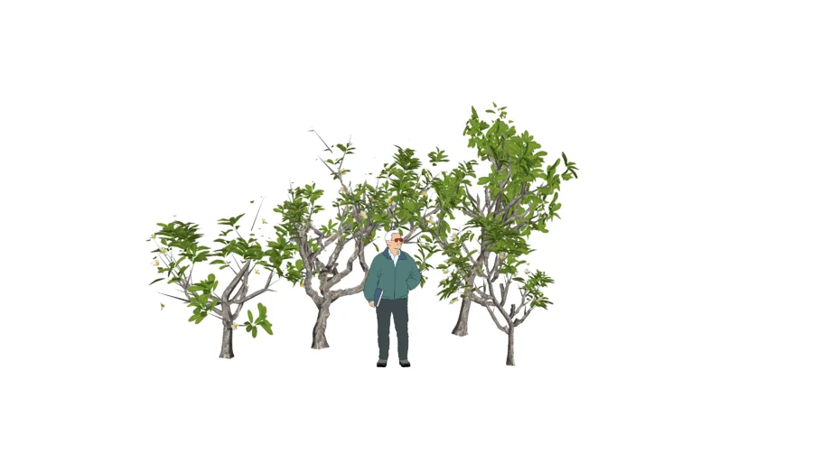 tree 3D ต้นลีลาวดีน