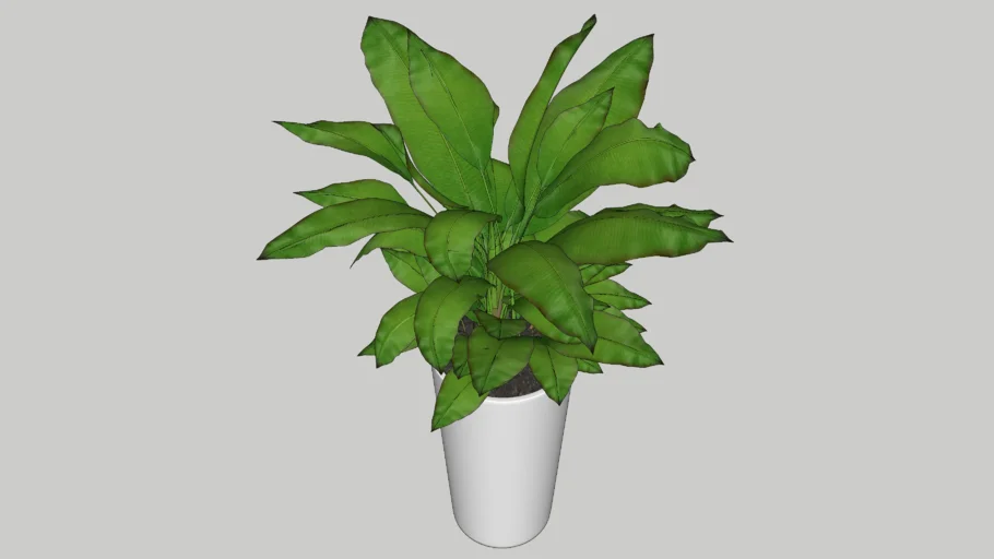 plant