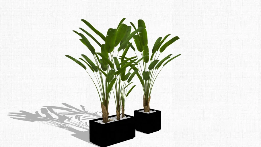 decor plant