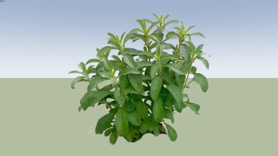 Stevia rebaudiana - ESTEBIA