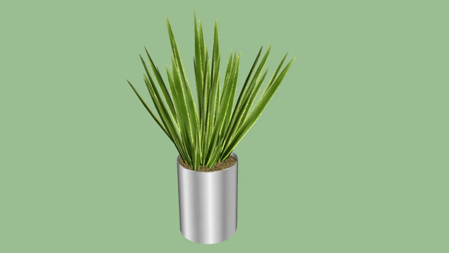 Formio Variegata