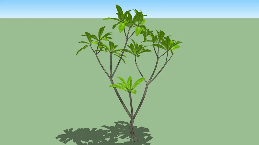 Frangipani