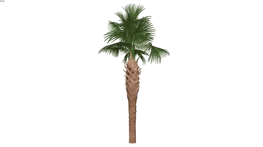 Palmeira