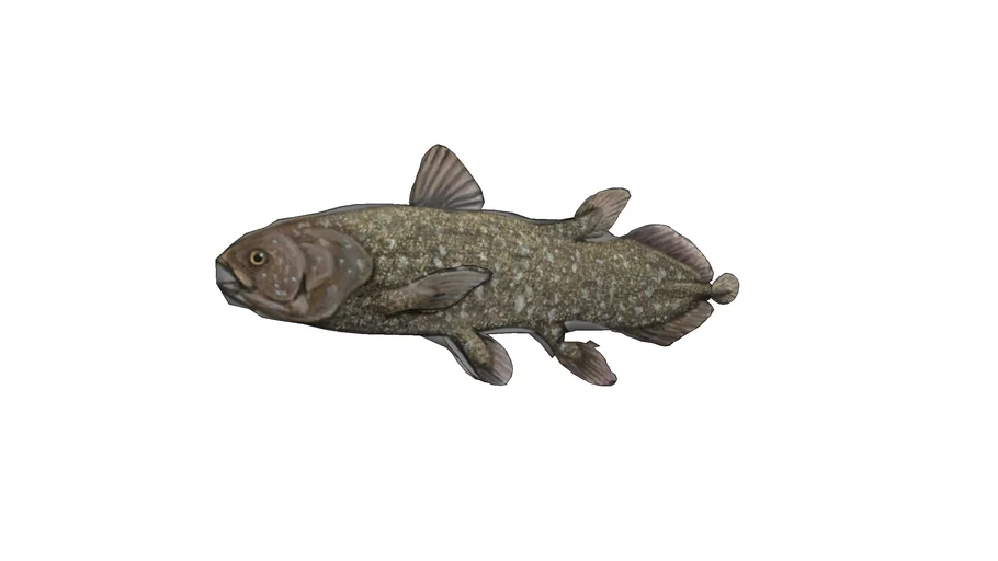 IKAN RAJA LAUT LATIMERIA MENADOENSIS