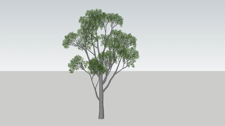 Gum Tree
