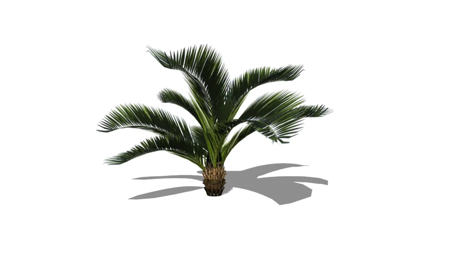 Palm tree