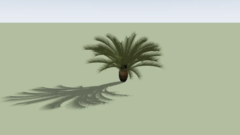 Cycas revoluta