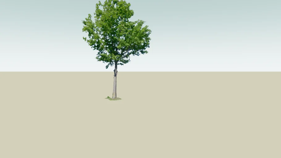 tree