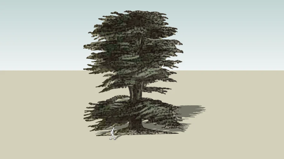Cedar   (Pixel) 2D