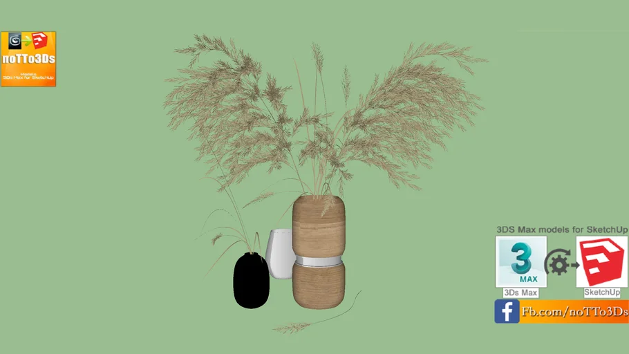 Pampas Grass