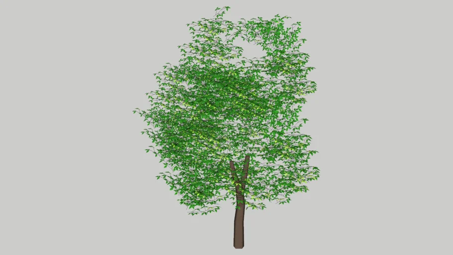 Arbol