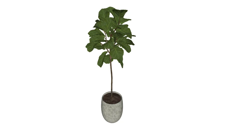 Ficus Lyrata