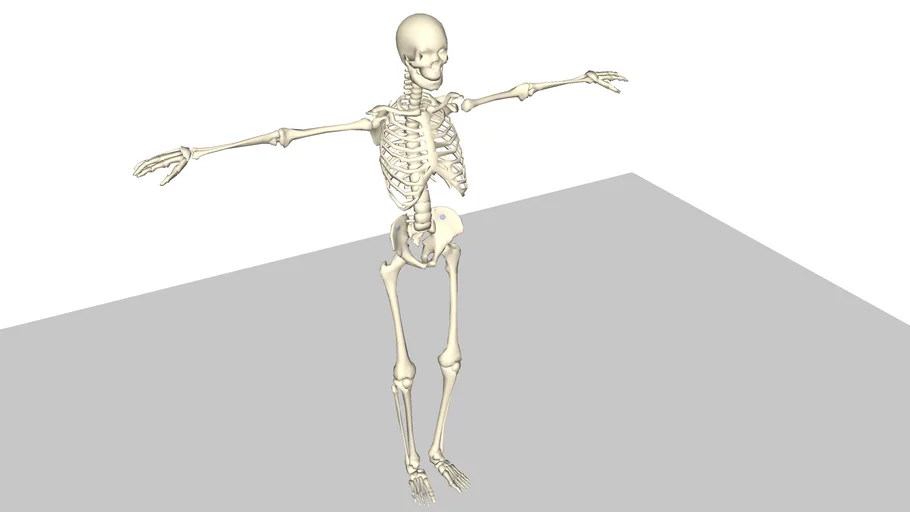 Skeleton Ragdoll - Sketchyphysics July7/2007 | 3D Warehouse