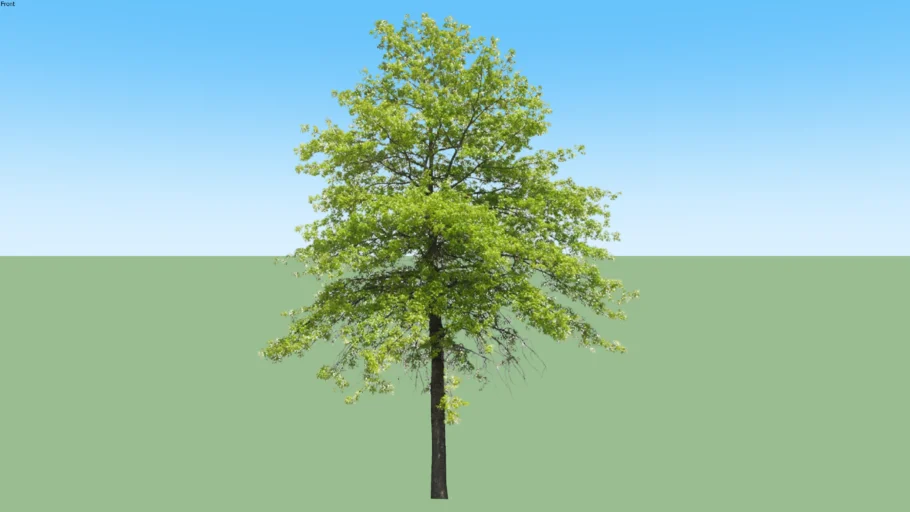 Arbol