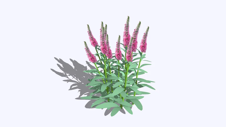 Veronica spicata - Red Fox