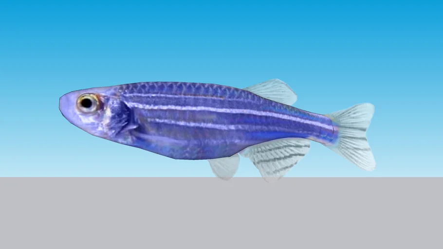 Danio Cebra Transgenico Azul (Danio rerio)