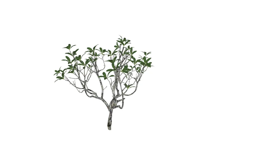 Plumeria