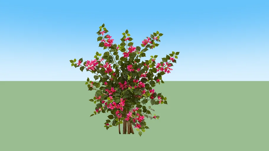 Bougainvillea