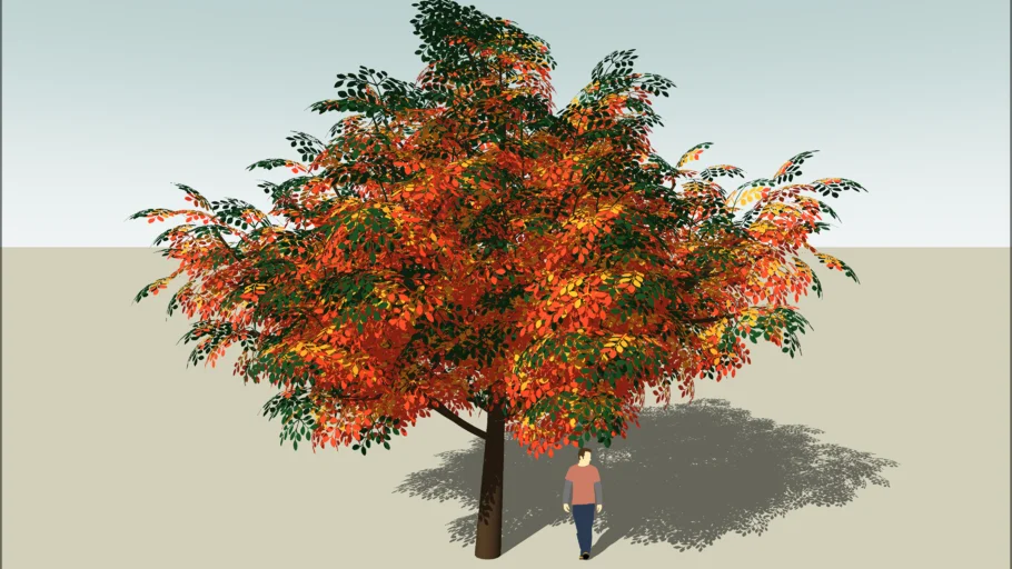 Large Tree Fall