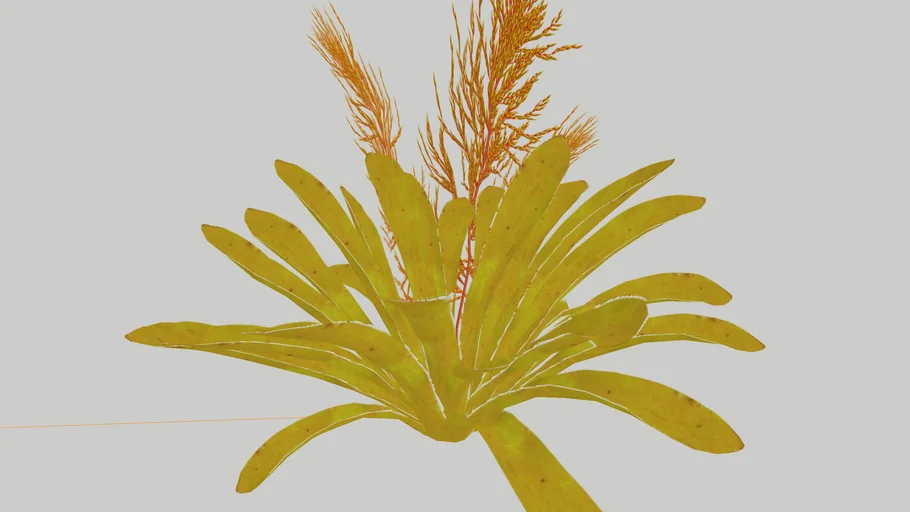 Aechmea Blanchetiana "Golden Bromeliad"