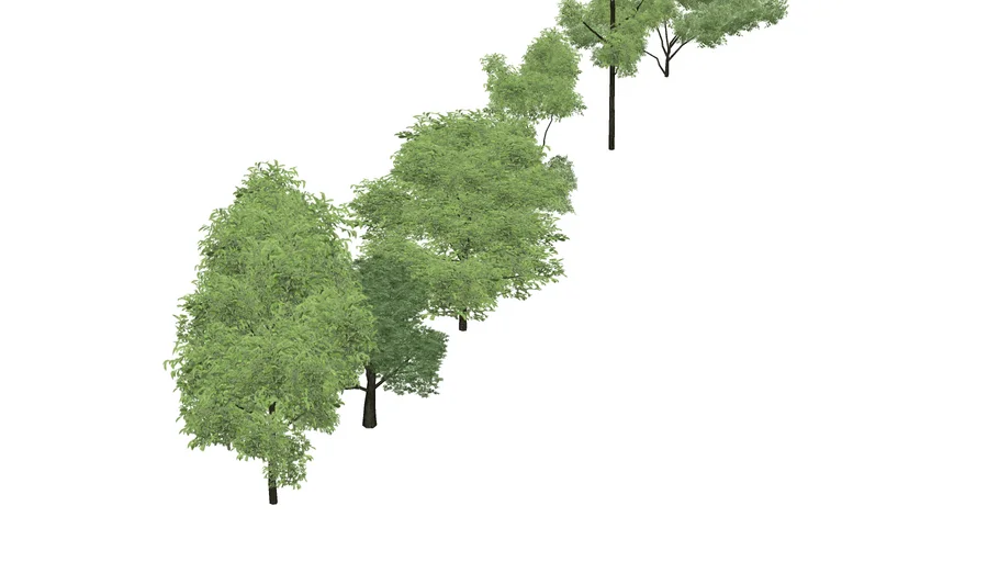 8 Arboles