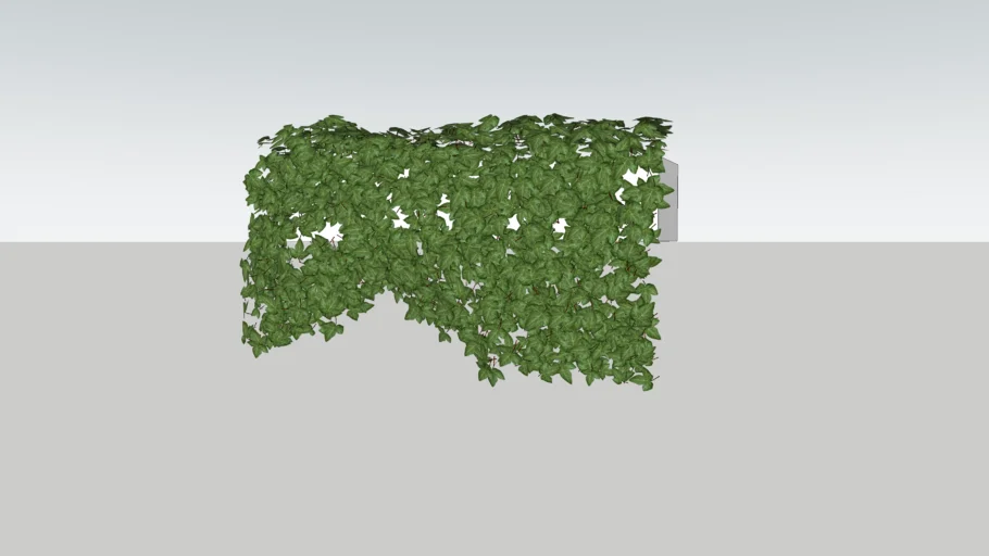 ivy planter