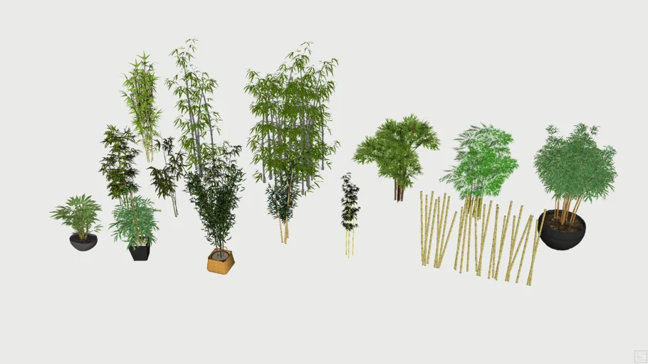 Bamboo Plants