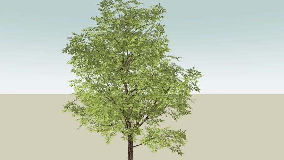 TREE 2D