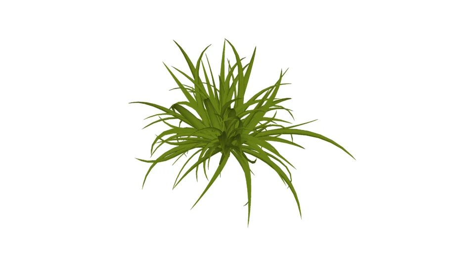 Paisagismo_Pinhão-de-madagascar (Pandanus utilis)