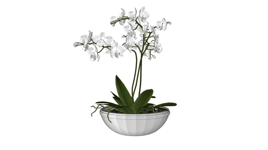 ORQUÍDEA 02