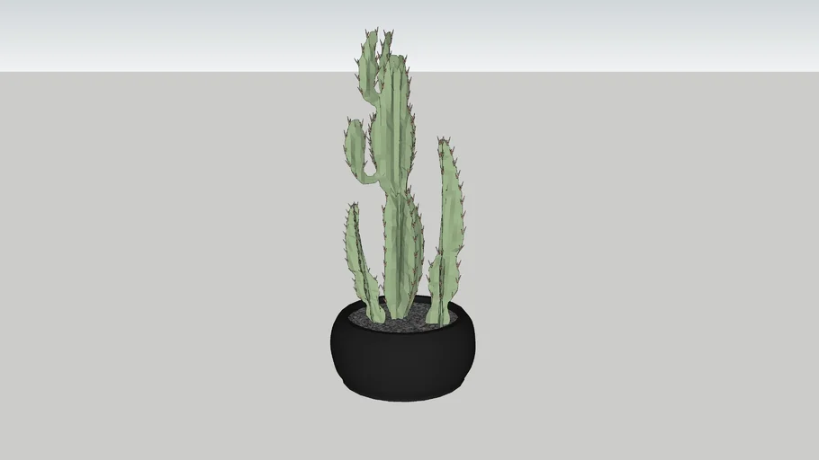 Cactus