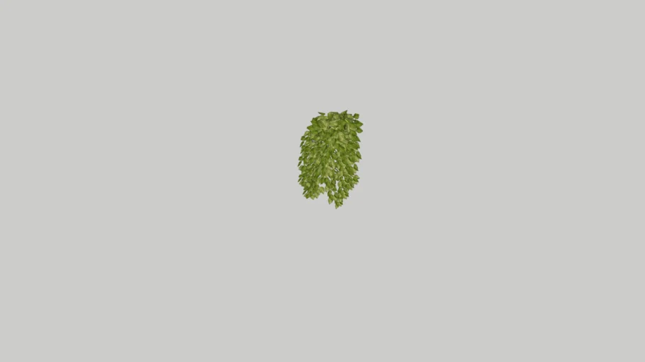 ivy plant in pot