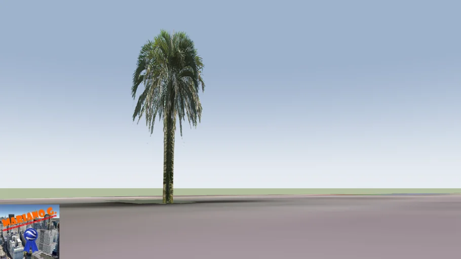 Palmera