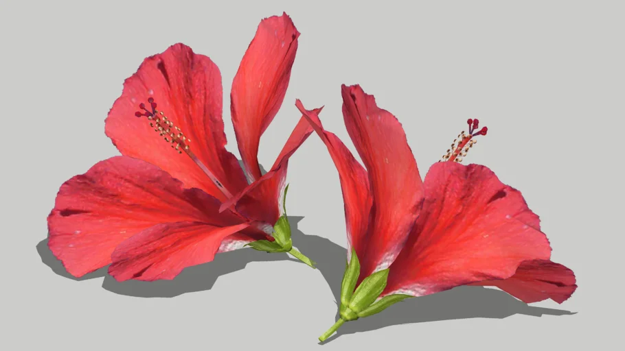 Hibiscus Flower