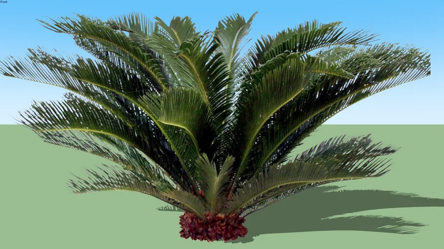 Cycas revoluta - Palm - Sago