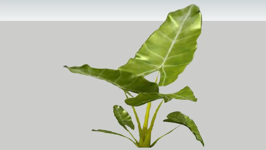 ALOCACIA (ELEPHANT EAR)