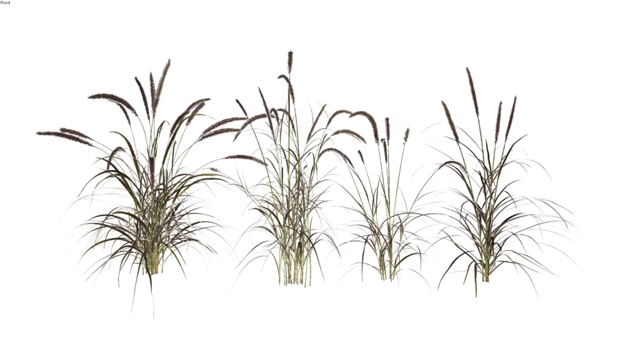 Capim-dos-pampas (Cortaderia selloana) 04