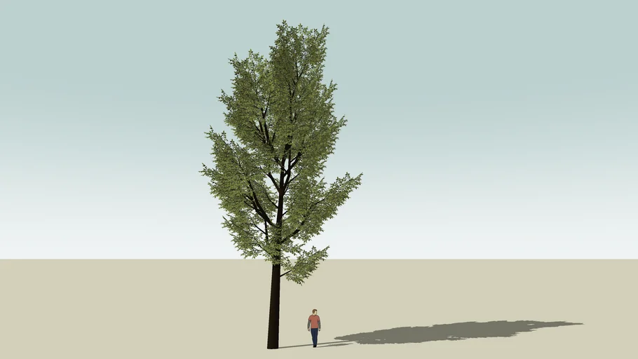 tall tree variant 2
