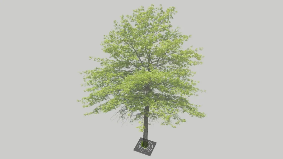 Landscape \ Trees & Shrubs \ 4