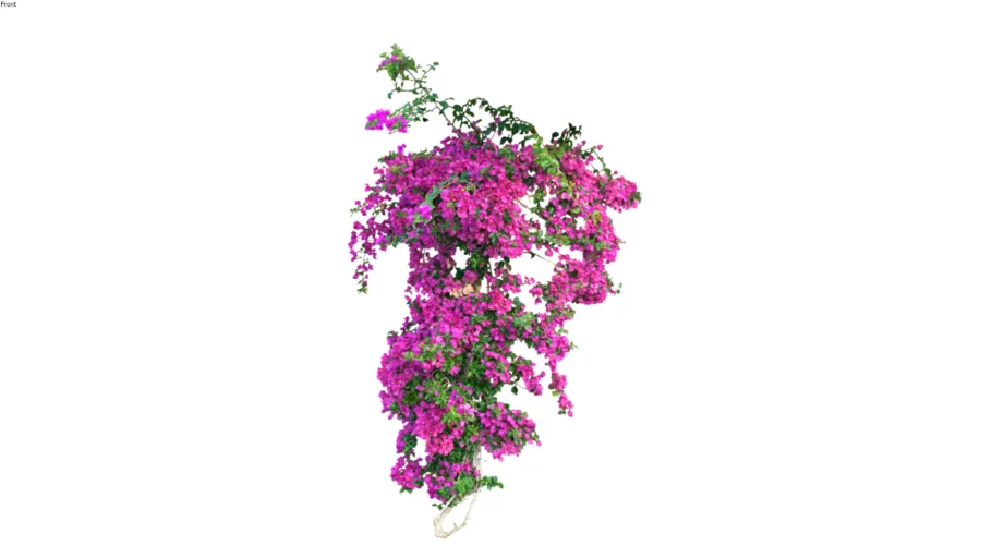 Magenta Bougainvillea