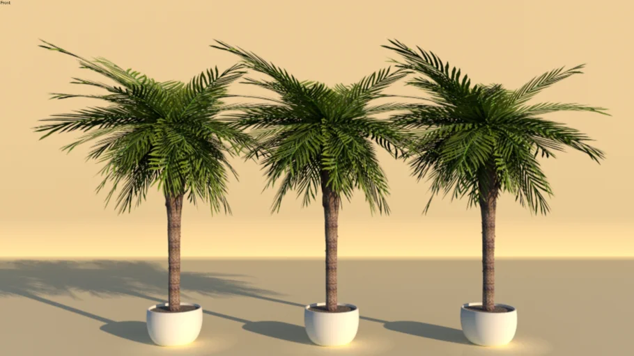 Palm Tree