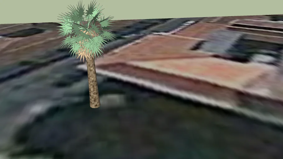 PALMERA