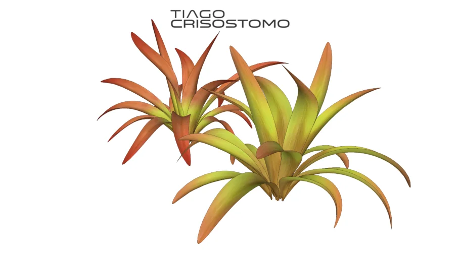 bromelia