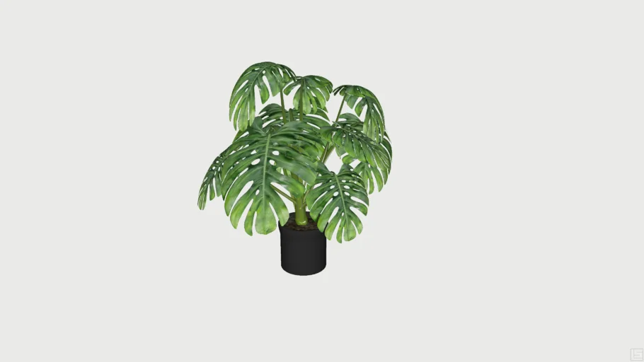 Monstera Plant | 3D Warehouse